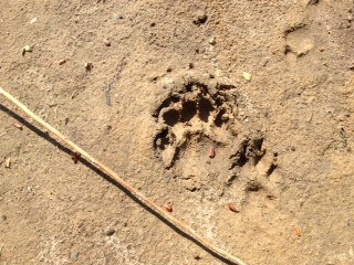 Dachsbrante links ~ Fuchsfährte rechts