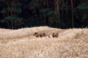 Eine kleine Rotte aus den Nachbarrevier