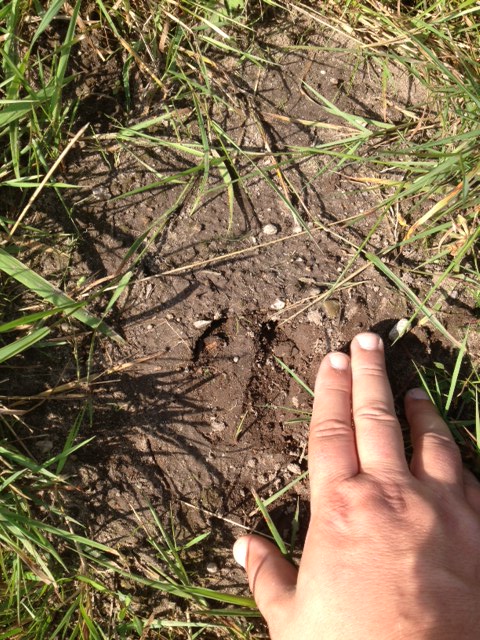 Fährte eines Keilers